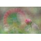 (預訂) Kase 200mm F5.6 Reflex Lens Full Frame Manual Focus 手動全片幅反射鏡 for Fujifilm GFX mount (贈送1個M5 LED)